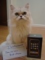 iphone cat